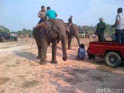 Waduh, Gajah yang Nyasar di Pekanbaru Menghilang setelah Ditembak Bius