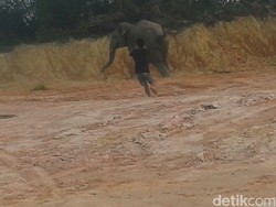 Populasi Berkurang 10 Persen Tiap Tahun, Harimau dan Gajah Sumatera Terancam