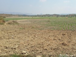 Sulit Air, Petani Bojonegoro Tanami Sawahnya Dengan Semangka dan Tembakau