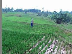 Kekeringan di Bogor Meluas, Pemerintah Suplai Air Bersih ke Warga