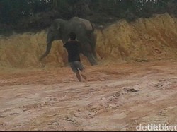 Gajah Betina Ditemukan Mati di Aceh Timur, Diduga Tersetrum Listrik