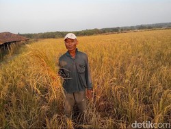 Ratusan Hektar Sawah di Bekasi Gagal Panen, Petani Gigit Jari