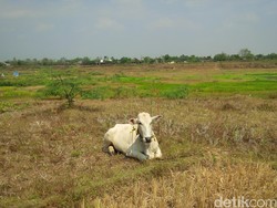 Musim Kemarau Membuat Waduk Lalung Karanganyar Kering-kerontang