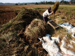 Data Pangan Sekarang Satu Pintu Pakai BPS, Tepat?