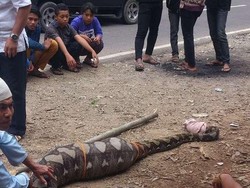 Sehabis Makan Babi Hutan, Ular ini Ditangkap Warga Pacitan
