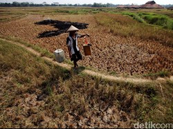 Musim Kemarau, Ratusan Ribu Hektar Sawah di Indonesia Alami Kekeringan