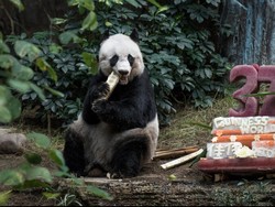 Jia Jia, Panda Tertua di Dunia Rayakan Ultah dengan Gaya