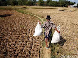 Strategi Kementan Hadapi Ancaman Kemarau