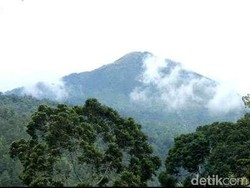 Cegah Api Meluas di Hutan Gunung Lawu, Ilaran Api Disiapkan
