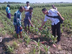 Granat Nanas Ditemukan di Ladang Jagung