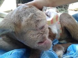 Heboh Kambing Mata Satu di Banten, Warga Sebut Kambing Dajjal