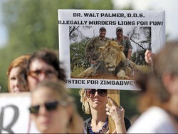 AS Selidiki Pembunuhan Singa Cecil Kesayangan Zimbabwe