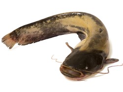 Tertusuk Sungut Lele, Seorang Pria di Amerika Meninggal