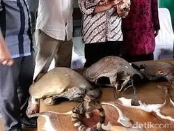 Ada Tengkorak Harimau Jawa Langka yang Disita BKSDA Jabar