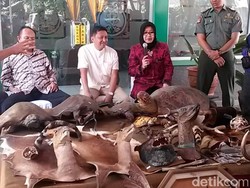 Jual Beli Satwa Liar, Opsetan Kuku Macan Rp 300 Ribu dan Penyu Rp 3 Juta