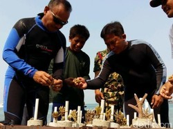 Aksi Dankormar Tanam Terumbu Karang di Pulau Damar