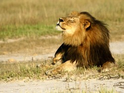Zimbabwe Tak Akan Tuntut Dokter Gigi AS Pembunuh Singa Cecil