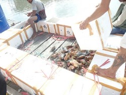 Polisi Gagalkan Penyelundupan Ribuan Kepiting Betina ke Malaysia