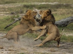 Singa Jericho Adik Cecil Dilaporkan Juga Dibunuh di Zimbabwe