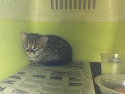 Kucing Hutan Langka yang Cantik ini Dijual Bebas di Balikpapan