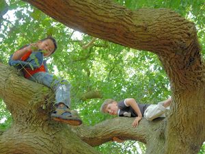 Flashing bikin Pohon di Rumahmu Anti Dipanjat Maling