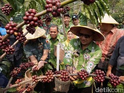 Sambut MEA, Petani Pasuruan Digalakkan Petik Merah Kopi