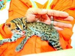 Kisah Dramatis Penyelamatan Kucing Langka Korban Kebakaran Hutan di Siak
