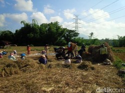 Musim Kemarau, Hasil Panen Padi di Banyuwangi Malah Naik 35%