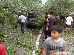 Hujan dan Angin Kencang di Medan, 2 Mobil Tertimpa Pohon Beringin