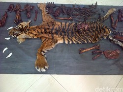 Polisi Menyamar Pembeli, 4 Pemburu Kulit Harimau di Aceh Ditangkap