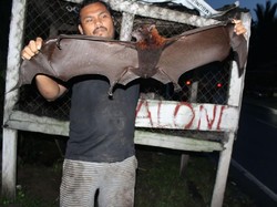 Ini Penampakan Kalong Sumatera yang Terancam Punah Akibat Perburuan!