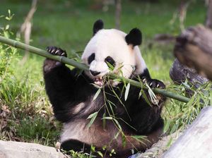 Isyarat Xi Jinping Kirim Panda Lagi ke AS Isyarat Xi Jinping Kirim Panda Lagi ke AS