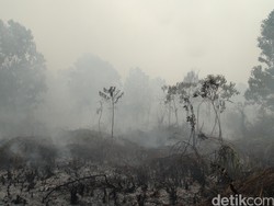 Saat Suara Para Peneliti Soal Kebakaran Hutan Tak Didengar