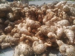 Melestarikan Tanaman Jamu Indonesia