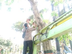 Siswa-siswi ini Cabut Paku dari Pohon Peringati HUT RI