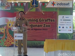 Terima 2 Jerapah dari Australia, Ahok Beri Nama Dirgah dan Ayuri 70