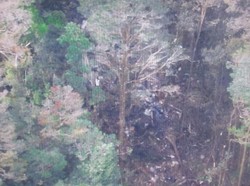 Begini Cara Basarnas Bawa 54 Jenazah Trigana Air dari Hutan Belantara