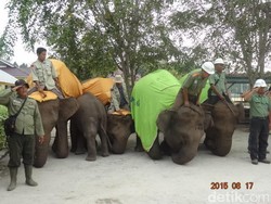 70 Tahun Merdeka dan Kisah Gajah di Riau Menghormat Sang Merah Putih