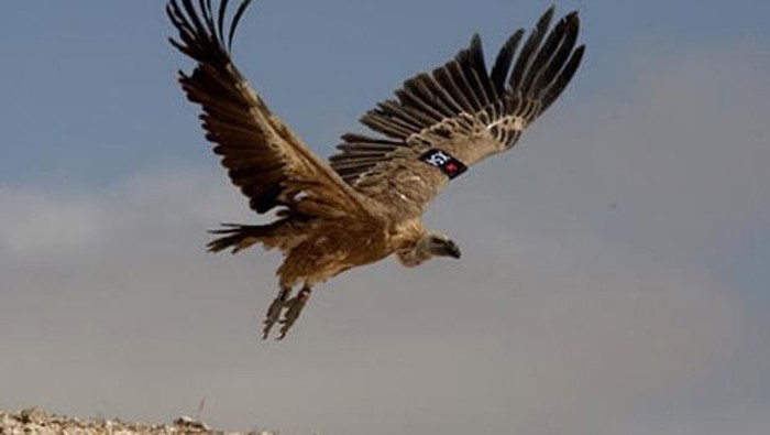 500 Burung Nasar Mati Usai Makan Bangkai Gajah Yang Diracun