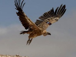 500 Burung Nasar Mati Usai Makan Bangkai Gajah yang Diracun
