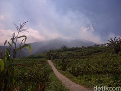 Lokasi Sulit Dijangkau, Kebakaran Hutan Merbabu Semakin Meluas