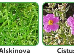 Terobosan Terbaru :Ternyata Kandungan Aktif Dalam Rumput Laut Mampu Cegah Virus Flu