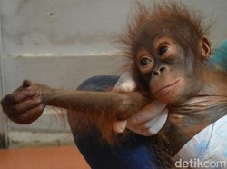 BKSDA Kalbar Selamatkan 3 Bayi Orangutan yang Dipelihara Warga