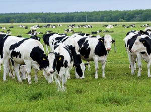 Studi: Sapi Suka Ngobrol dan Berteman Seperti Manusia Studi: Sapi Suka Ngobrol dan Berteman Seperti Manusia