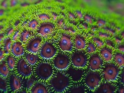 Cantik-cantik Mematikan, Koral Seperti Ini Ternyata Bisa Racuni Manusia