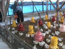 Pakan Ternak Berbahan Daur Ulang Tak Membuat Kandang Bau