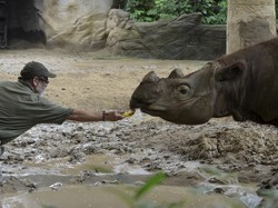 Lahir di AS, Badak Sumatra Harapan Akan Dikirim ke Indonesia