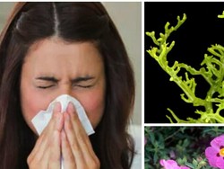 Dua Tumbuhan Ini Ternyata Ampuh Tangkis Virus Flu