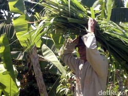 10 Tahun Menabung, Pencari Rumput Ini Akhirnya Berangkat Haji
