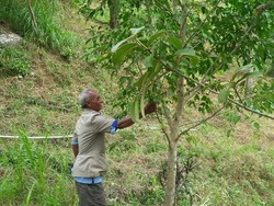 Mbah Sadiman Tak Pernah Patah Semangat Saat Pohon Penghijauannya Dipotong Warga
